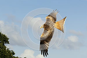 Close up of a Red kite in flight against cloudy blue sky