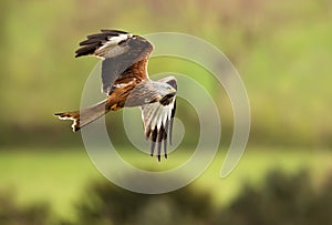 Close up of a Red kite in flight in the countryside