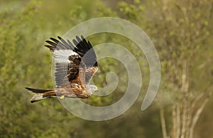 Close up of a Red kite in flight over trees