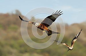 Close up of Red kites in flight