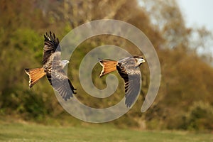 Close up of Red kites in flight