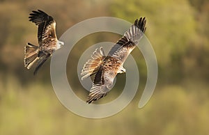 Close up of Red kites in flight