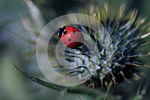 Close up red lady bug on a thistle