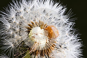 Close up of red ladybug without dots on dandelion