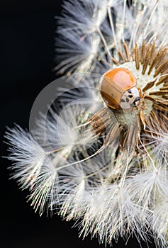 Close up of red ladybug without dots on dandelion