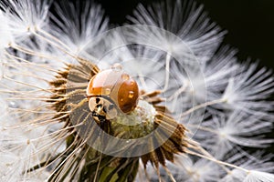 Close up of red ladybug without dots on dandelion