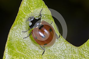 Close up of red ladybug sitting on green leaf