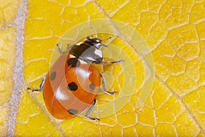 close up of red ladybug sitting on yellow leaf