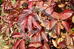 Close-up of red leaves of autumnal wild grapes