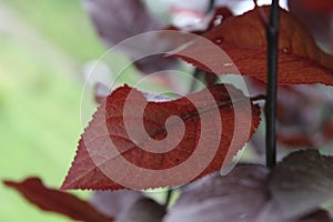 Close up of red leaves of a plant