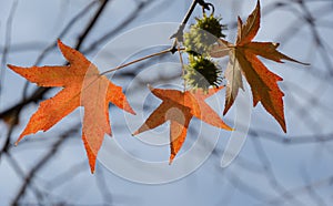 Close-up of red leaves and spiky balls seeds of Liquidambar styraciflua, commonly called American sweetgum Amber tree