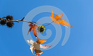 Close-up of red leaves and spiky balls seeds of Liquidambar styraciflua, commonly called American sweetgum Amber tree