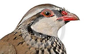 Close up of Red-legged Partridge or French Partridge, Alectoris rufa