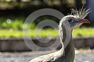 Close up red legged seriema or crested cariama (Cariama cristata)