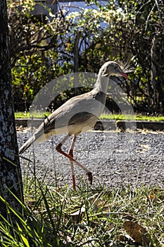 Close up red legged seriema or crested cariama (Cariama cristata)