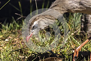 Close up red legged seriema or crested cariama (Cariama cristata)