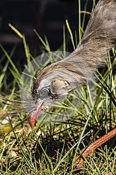 Close up red legged seriema or crested cariama (Cariama cristata)