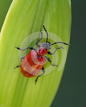 Close up of red lily beetle walking on flower bud