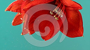Close up of red lily flower with bright sof petals plunged underwater. Stock footage. Beautiful blooming flower turned