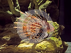 Close up Red Lionfish or Pterois Volitans on Nature Background