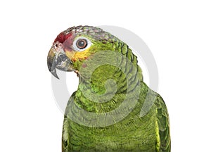 Close-up of a Red-lored amazon