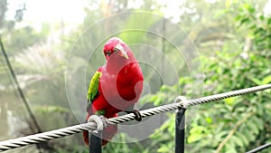 Close Up of Red Lory or Mollucan Lory, Indonesian Endemic Bird, Bandung, Indonesia, Asia. Eos Bornea parrot sitting on a