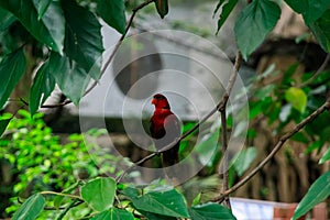 Close-up of a Red lory, wild bird, standing on the tree branch. Bird watching in the public park.