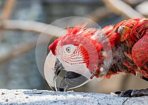 Close up of a red macaw