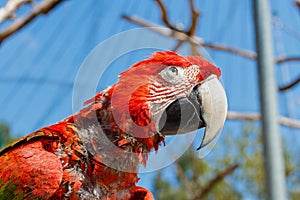 Close up of a red macaw