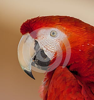 Close up of red Macaw parrot