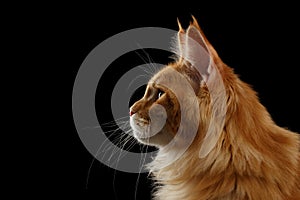 Close-up Red Maine Coon Cat in Profile view, Isolated Black