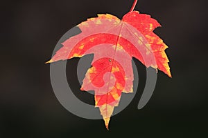 Close up of red maple leaf