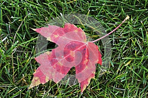 Close up of red maple leaf