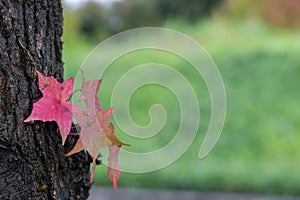 Close up of red maple leaf with green grass blurred