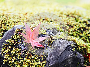 Red maple leaves falling over green moss on the ground