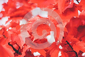 Close up red maple leaves