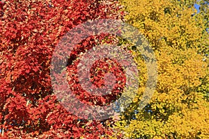 Close up of red maple tree