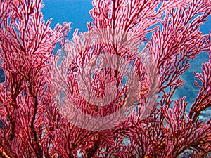 Close-up of Red Melithaea sea fan gorgonian