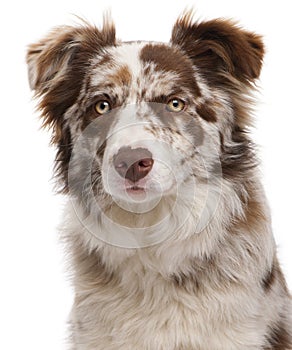 Close-up of Red Merle Border Collie