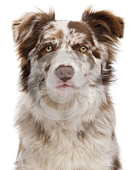 Close-up of Red Merle Border Collie