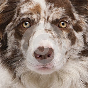 Close-up of Red Merle Border Collie