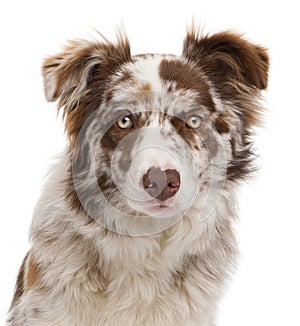 Close-up of Red Merle Border Collie