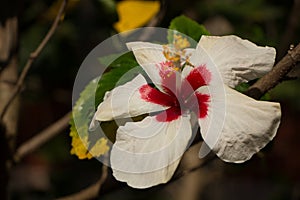 Close up of red mix white Hibiscus rosa-sinensis or Cooperi