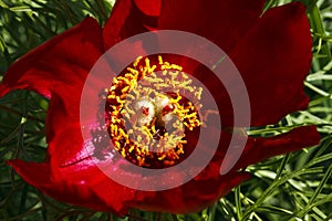 Close up of a red mountain peonies (Paeonia tenuifolia)