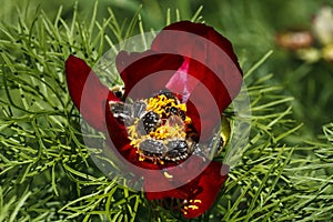 Close up of a red mountain peonies (Paeonia tenuifolia) eaten by