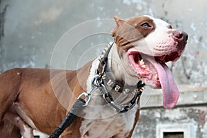 Close-up of Red Nose American Pit Bull Terrier