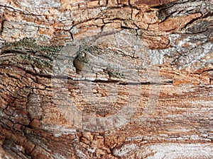 Close up of red oak bark with scratches and nicks.