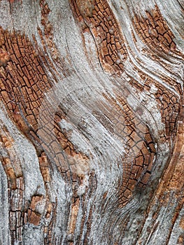 Close up of red oak bark with scratches and nicks.