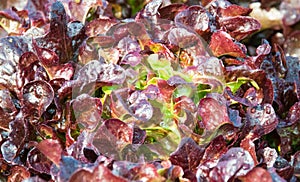 Close-up red oak leaf,  organic vegetables.