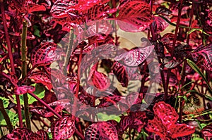 Close-up of red odd leaves in the Horto Florestal, near Campos de JordÃÂ£o. photo